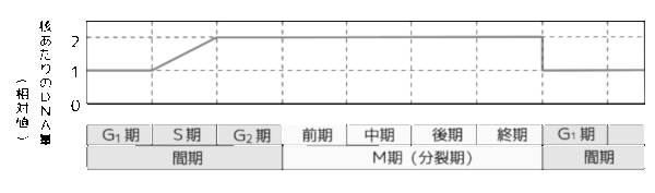 高校　生物　問題演習　体細胞分裂における細胞の核に含まれるDNA量を示したグラフ