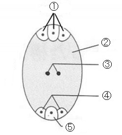 高校　生物　問題演習　卵細胞が作られるまでの、核あたりのDNA量の変化を示したグラフ