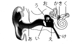 高校　生物　問題演習　ヒトの耳の構造の各部名称を示した図