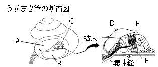 高校　生物　問題演習　うずまき管の内部の名称を示した図