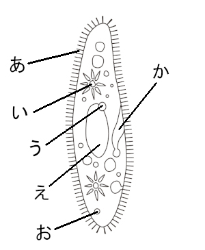 高校　生物　問題演習　単細胞生物であるゾウリムシの構造