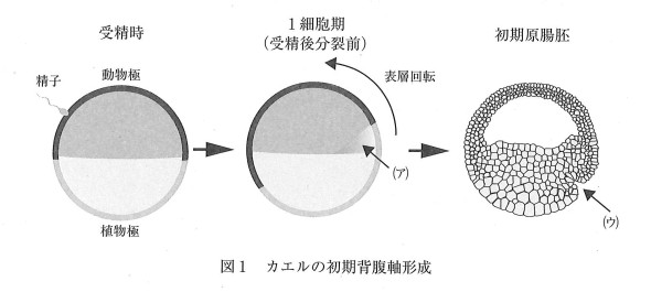 高校　生物　問題演習　カエルの初期背腹軸形成と表層回転を示した図