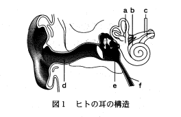 高校　生物　問題演習　ヒトの耳の構造図