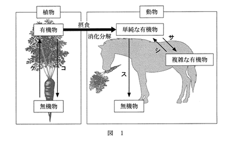 高校　生物　問題演習　植物および動物における代謝の行き来を示した図