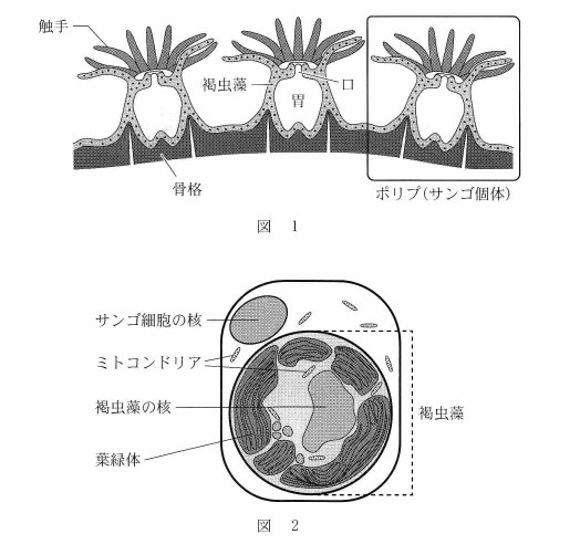 高校　生物　問題演習　ポリプ（サンゴの個体）とサンゴの胃壁細胞の図