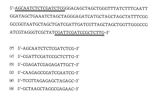 高校　生物　問題演習　PCR法で増幅させたい2本鎖DNAの5'側からの配列を示した図とプライマーの選択肢