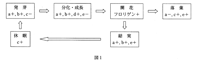 高校　生物　問題演習　植物ホルモンと植物の一年の模式図