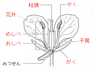中学 理科 問題演習 アブラナの花のつくりを示した図