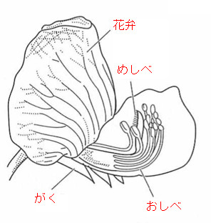 中学 理科 問題演習 エンドウの花のつくりを示した図