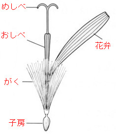 中学 理科 問題演習 タンポポの花のつくりを示した図