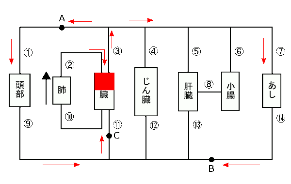 中学　理科　問題演習　血液の循環を示した模式図