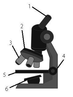顕微鏡の使い方 中学 高校の問題演習ができるホームページ