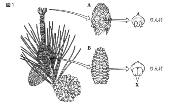 中学　理科　問題演習　マツの花のつくりを示した図