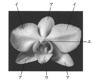 中学　理科　問題演習　ランの花のつくりを示した図