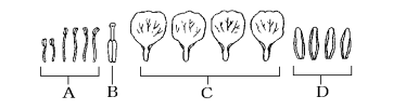 中学 理科 問題演習 アブラナの花のつくりを分解して並べた図