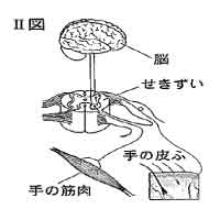 中学　理科　問題演習　神経系の図