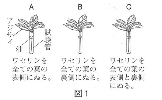 中学　理科　問題演習　蒸散の実験で用意したアジサイと、それぞれのアジサイのどこにワセリンをぬったかの説明