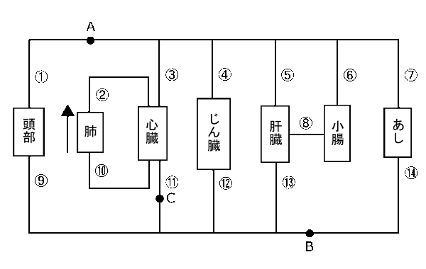 中学　理科　問題演習　ヒトのからだの部位とそれらをつなぐ血管の模式図