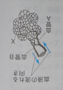 中学　理科　問題演習　呼吸で酸素をとりこむ器官のつくりの一部を表した模式図