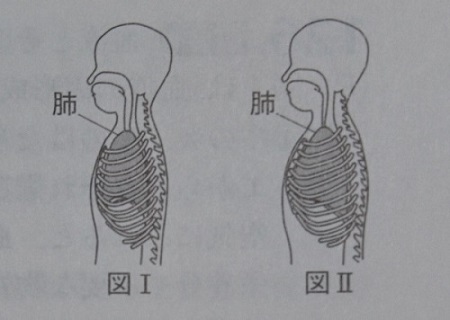 中学　理科　問題演習　呼吸をしているときの胸の内部を示した図