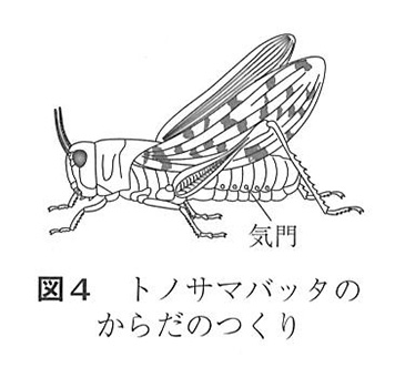 中学　理科　問題演習　無せきつい動物であるトノサマバッタのからだのつくり