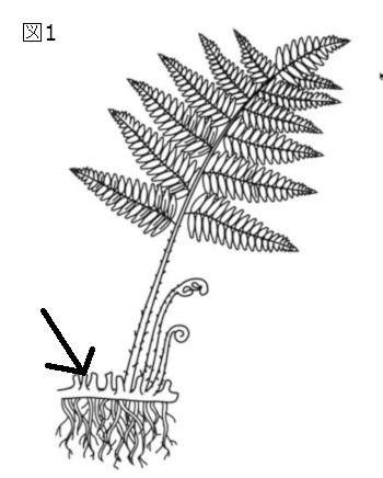 中学　理科　問題演習　シダ植物の図